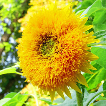 Gelb honey bear blume samen for anpflanzung easy to grow heirloom & gmo free samen for home garten
 
 sale samen for home garten anpflanzung