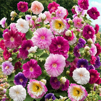 Mixed alcea blume samen for anpflanzung low maintenance heirloom & gmo free samen for home garten 
 
 sale samen for home garten anpflanzung