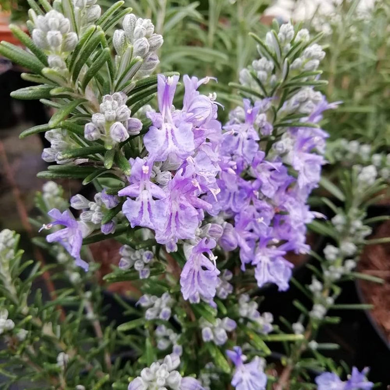 Violet rosemary blume samen for anpflanzung shade tolerant heirloom & gmo free samen for home garten
 
 sale samen for home garten anpflanzung