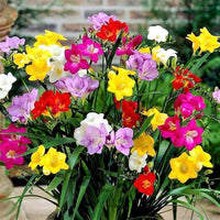 Multicolored freesias blume samen for anpflanzung sun loving heirloom & gmo free samen for home garten 
 
 sale samen for home garten anpflanzung
