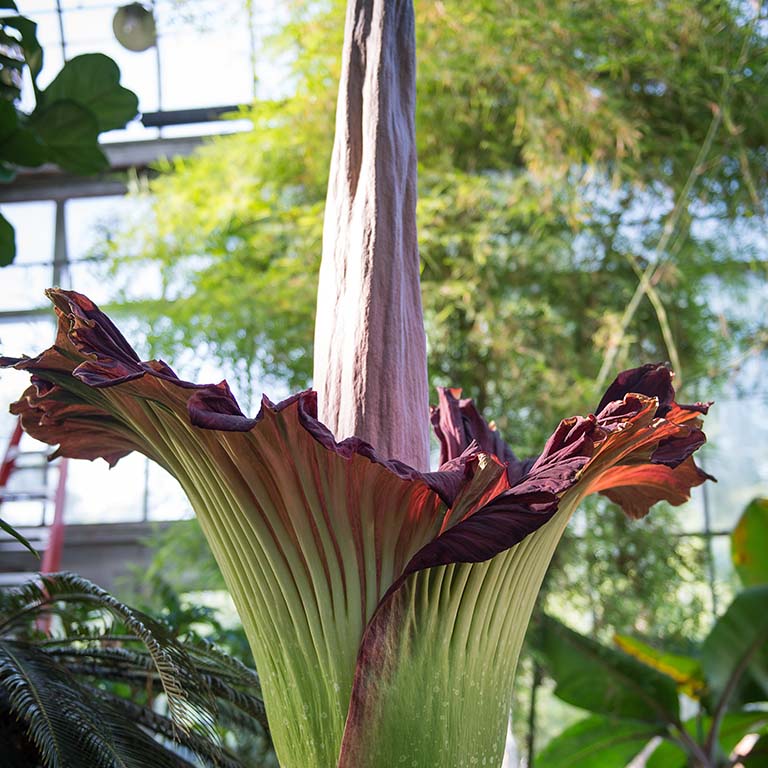 Amorphophallus blume samen for anpflanzung drought tolerant heirloom & gmo free samen for home garten
sale samen for home garten anpflanzung