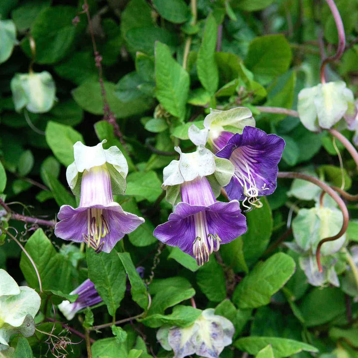 Cup & saucer blume samen for anpflanzung wildflower mix heirloom & gmo free samen for home garten 
 
 sale for anpflanzung in home garten