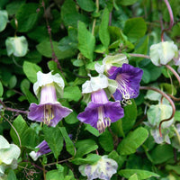 Cup & saucer blume samen for anpflanzung wildflower mix heirloom & gmo free samen for home garten 
 
 sale for anpflanzung in home garten