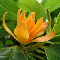 Michelia blume samen for anpflanzung - garten favorite, heirloom & gmo free samen for home garten
 
 sale samen for anpflanzung in home garten