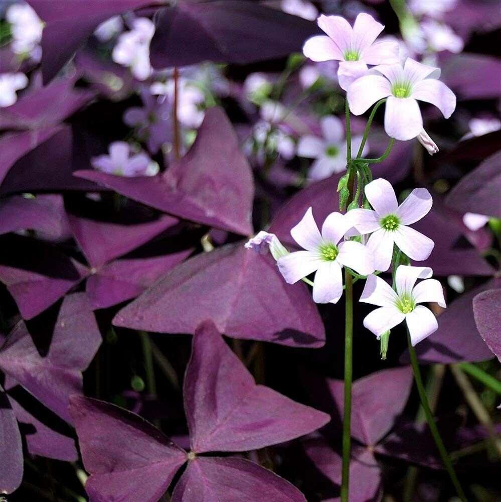 Oxalis shamrock blume samen for anpflanzung wildflower mix heirloom & gmo free samen for home garten 
 
 sale for anpflanzung in home garten