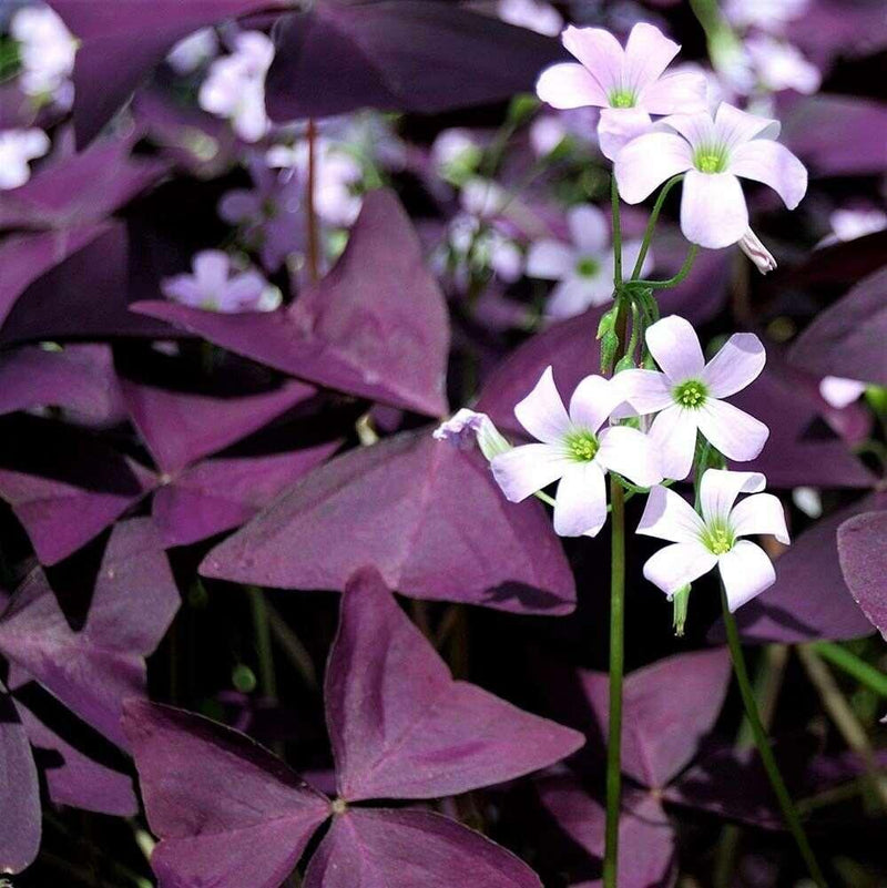 Oxalis shamrock blume samen for anpflanzung wildflower mix heirloom & gmo free samen for home garten 
 
 sale for anpflanzung in home garten
