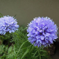 Gilia capitata blume samen for anpflanzung wildflower mix heirloom & gmo free samen for home garten 
 
 sale samen for home garten anpflanzung
