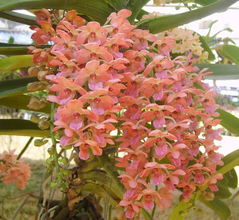 Peach phalaenopsis orchid blume samen for anpflanzung - seasonal bloomer, heirloom & gmo free samen for home garten
 
 sale samen for anpflanzung in home garten