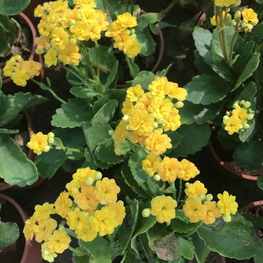 Gelb kalanchoe blume samen for anpflanzung cottage garten essential heirloom & gmo free samen for home garten
 
 sale samen for home garten anpflanzung