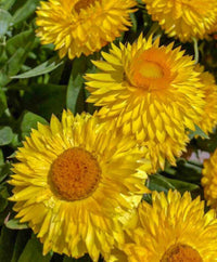 Gelb strawflower samen for anpflanzung - garten favorite, heirloom & gmo free samen for home garten
 
 sale samen for home garten