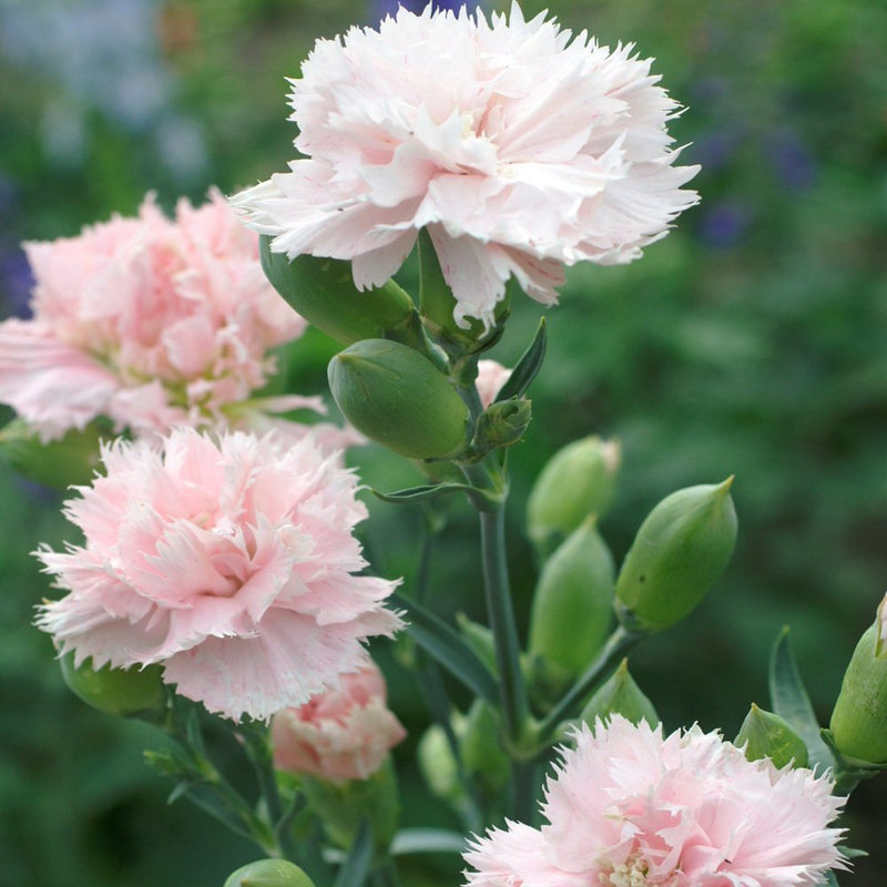 Light rosa caryophyllus blume samen for anpflanzung bright blooms heirloom & gmo free samen for home garten
 
 sale samen for home garten anpflanzung