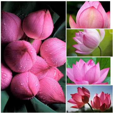 Tulip light rosa blume samen for anpflanzung - garten favorite, heirloom & gmo free samen for home garten
 
 sale samen for anpflanzung in home garten