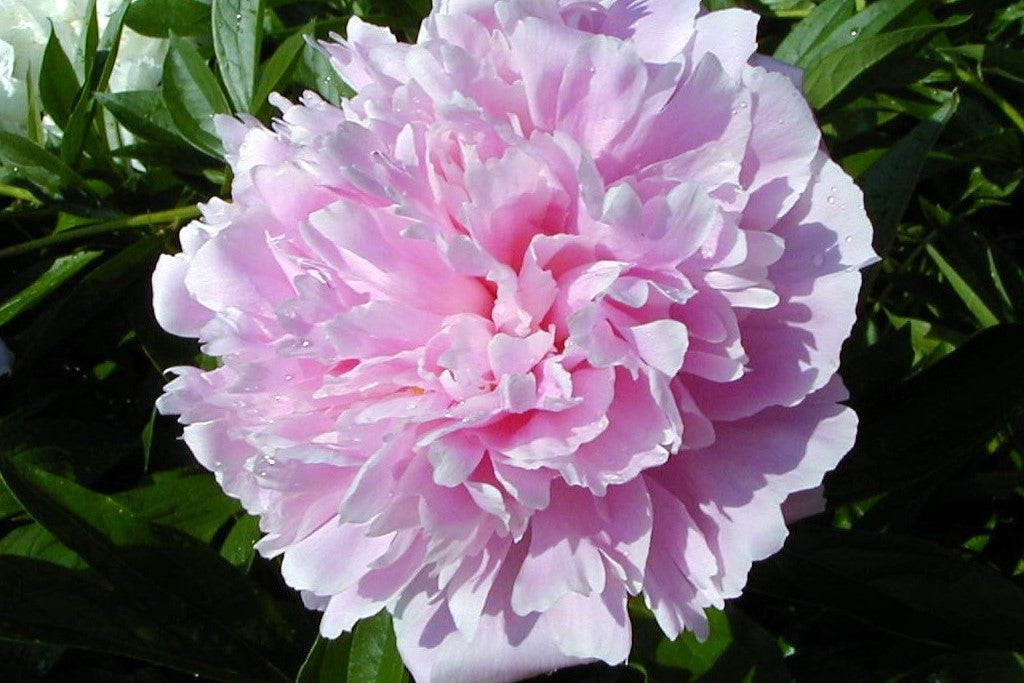 Rosa paeonia blume samen for anpflanzung - vibrant colors, heirloom & gmo free samen for home garten
 
 sale samen for home garten