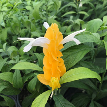Weiß gelb pachystachys blume samen for anpflanzung fragrant blossoms heirloom & gmo free samen for home garten 
 
 sale samen for home garten anpflanzung