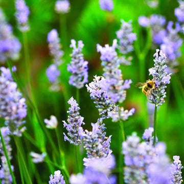 Provence lavender blume samen for anpflanzung hardy variety heirloom & gmo free samen for home garten 
 
 sale samen for home garten anpflanzung