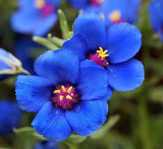 Blau pimpernel anagallis blume samen for anpflanzung - wildflower mix, heirloom & gmo free samen for home garten
 
 sale for anpflanzung in home garten.
