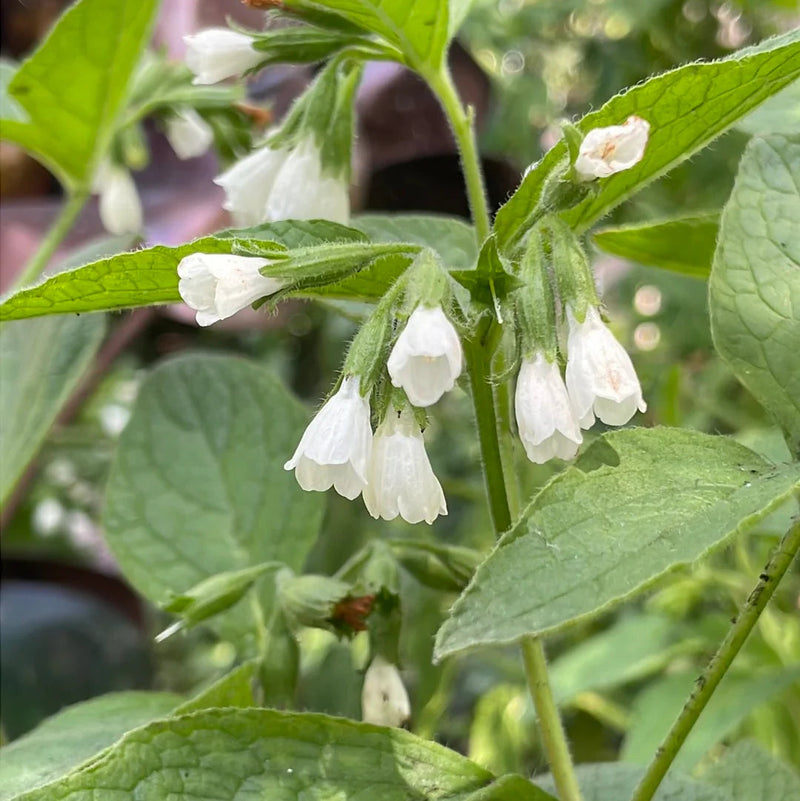 Symphytum blume samen for anpflanzung colorful display heirloom & gmo free samen for home garten 
 
 sale samen for home garten anpflanzung