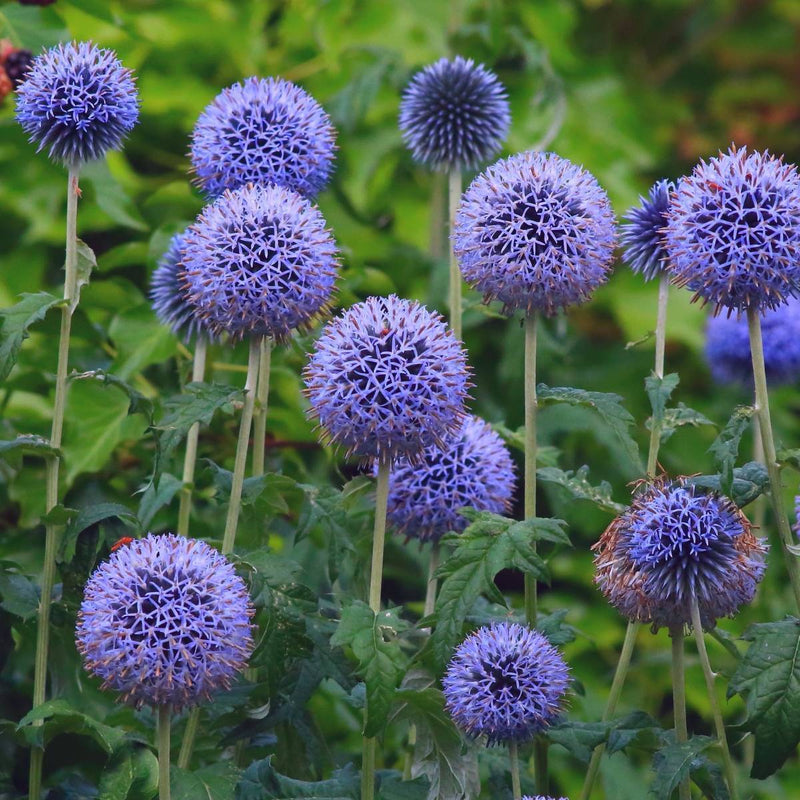 Echinops ritro blume samen for anpflanzung perfect for borders heirloom & gmo free samen for home garten 
 
 sale samen for home garten anpflanzung