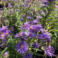 Lila novae angliae blume samen for anpflanzung cut blume favorite heirloom & gmo free samen for home garten
 
 sale samen for home garten anpflanzung