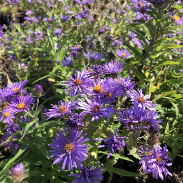 Lila novae angliae blume samen for anpflanzung cut blume favorite heirloom & gmo free samen for home garten
 
 sale samen for home garten anpflanzung