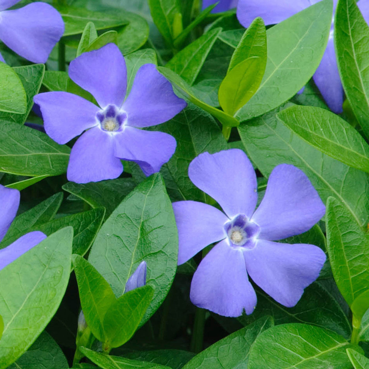 Blau vinca blume samen for anpflanzung perfect for borders heirloom & gmo free samen for home garten 
 
 sale samen for home garten anpflanzung