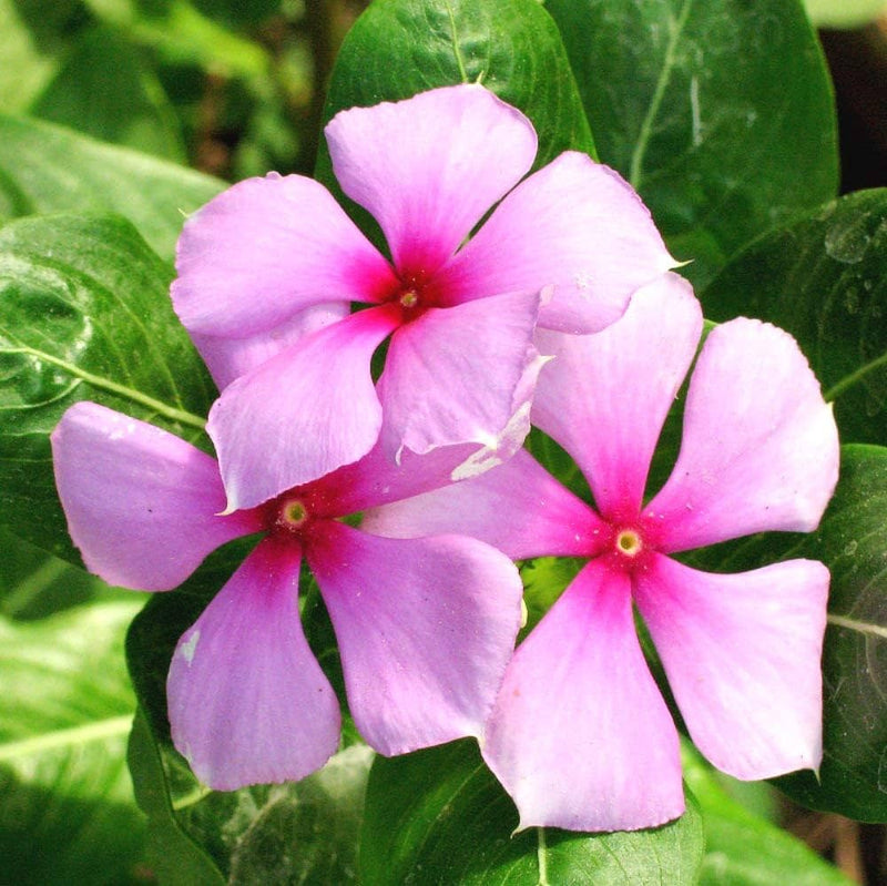 Catharanthus blume samen for anpflanzung - cottage garten essential, heirloom & gmo free samen for home garten
 
 sale for anpflanzung in home garten