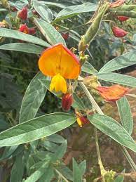 Gelb cajanus blume samen for anpflanzung - garten favorite, heirloom & gmo free samen for home garten
 
 sale samen for anpflanzung in home garten