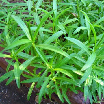 Tarragon blume samen for anpflanzung - cottage garten essential, heirloom & gmo free samen for home garten
 
 sale samen for anpflanzung in home garten