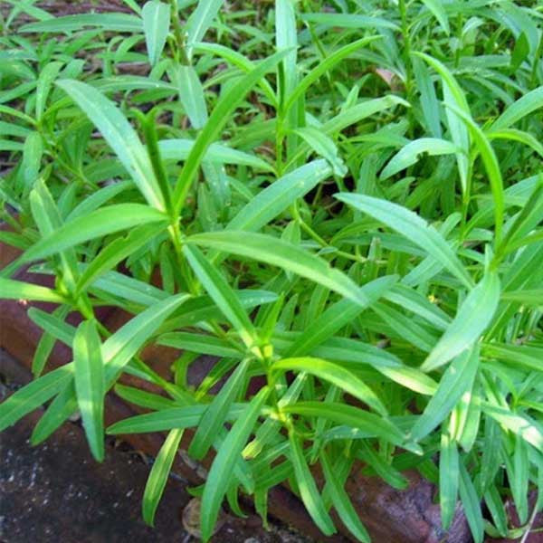 Tarragon blume samen for anpflanzung - cottage garten essential, heirloom & gmo free samen for home garten
 
 sale samen for anpflanzung in home garten