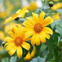 Gelb torch mexican tithonia sunflower samen for anpflanzung - premium quality, heirloom & gmo free samen for home garten
 
 sale samen for home garten