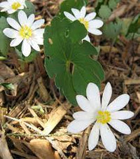 Weiß sanguinaria blume samen for anpflanzung - drought tolerant, heirloom & gmo free samen for home garten
 
 sale samen for anpflanzung in home garten