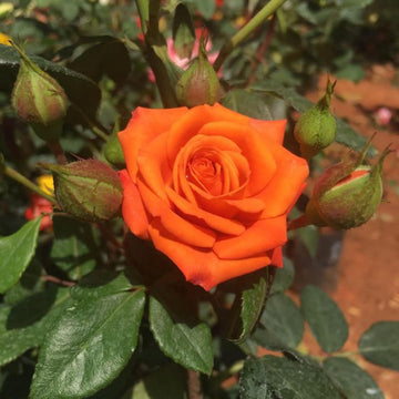 Orange miniature rose blume samen for anpflanzung sun loving heirloom & gmo free samen for home garten 
 
 sale samen for home garten anpflanzung