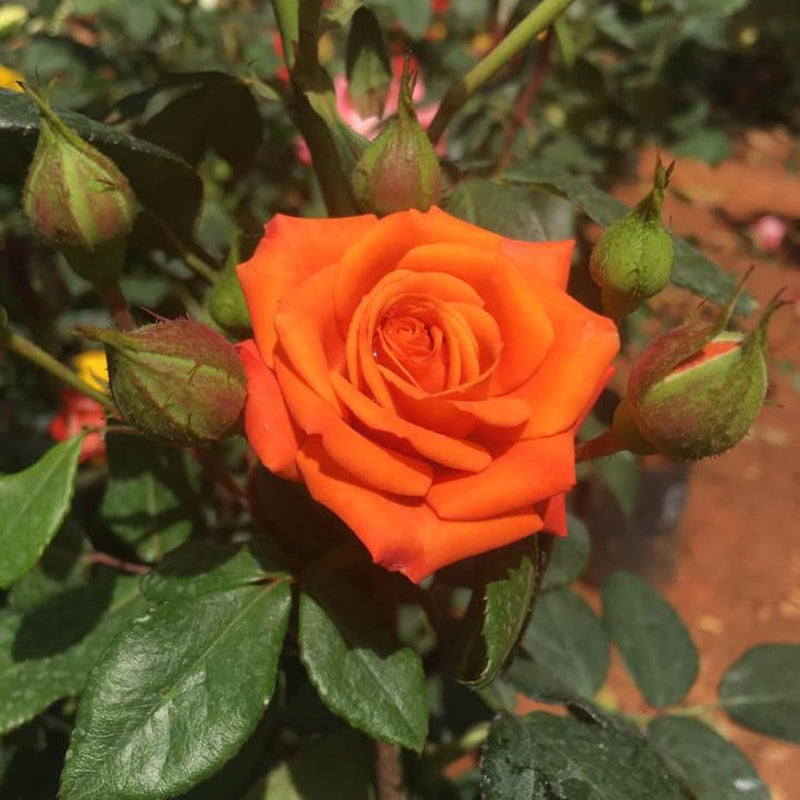 Orange miniature rose blume samen for anpflanzung sun loving heirloom & gmo free samen for home garten 
 
 sale samen for home garten anpflanzung