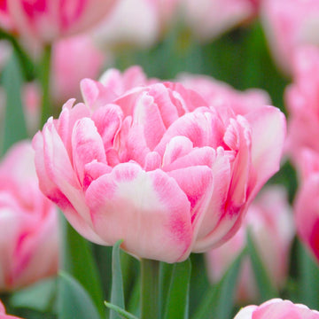 Double tulip blume samen for anpflanzung hardy variety heirloom & gmo free samen for home garten 
 
 sale samen for home garten anpflanzung