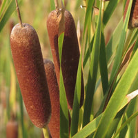 Cattails blume samen for anpflanzung seasonal bloomer heirloom & gmo free samen for home garten
 
 sale samen for home garten anpflanzung