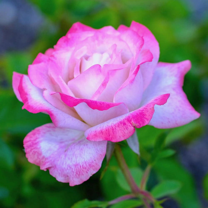 Rosa weiß rose blume samen for anpflanzung pollinator friendly heirloom & gmo free samen for home garten
 
 sale samen for home garten anpflanzung