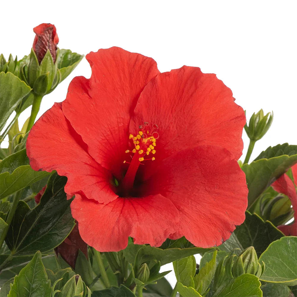Hibiscus blume samen for anpflanzung pollinator friendly heirloom & gmo free samen for home garten 
 
 sale samen for home garten anpflanzung