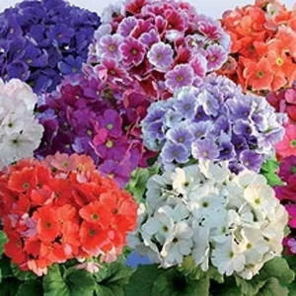 Obconica blume samen for anpflanzung - long bloom season, heirloom & gmo free samen for home garten
 
 sale samen for anpflanzung in home garten
