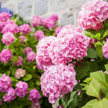 Hydrangea blume samen for anpflanzung bright blooms heirloom & gmo free samen for home garten 
 
 sale samen for home garten anpflanzung