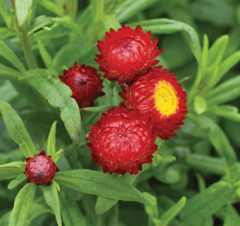 Rot strawflower samen for anpflanzung colorful display heirloom & gmo free samen for home garten 
 
 sale samen for home garten anpflanzung