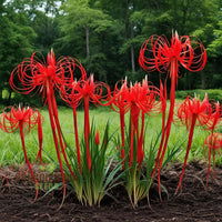 Lycoris blume samen for anpflanzung - hardy variety, heirloom & gmo free samen for home garten
 
 sale samen for home garten