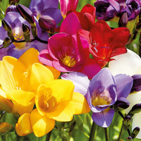 Fresia blume samen for anpflanzung sun loving heirloom & gmo free samen for home garten 
 
 sale samen for home garten anpflanzung