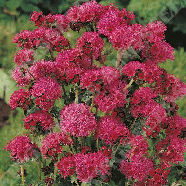 Rot ageratum blume samen for anpflanzung seasonal bloomer heirloom & gmo free samen for home garten
sale samen for home garten anpflanzung
