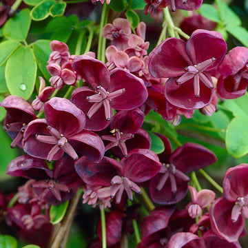 Chocolate clematis blume samen for anpflanzung - perfect for borders, heirloom & gmo free samen for home garten
 
 sale samen for anpflanzung in home garten