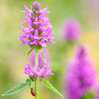Stachys blume samen for anpflanzung colorful display heirloom & gmo free samen for home garten 
 
 sale samen for home garten anpflanzung