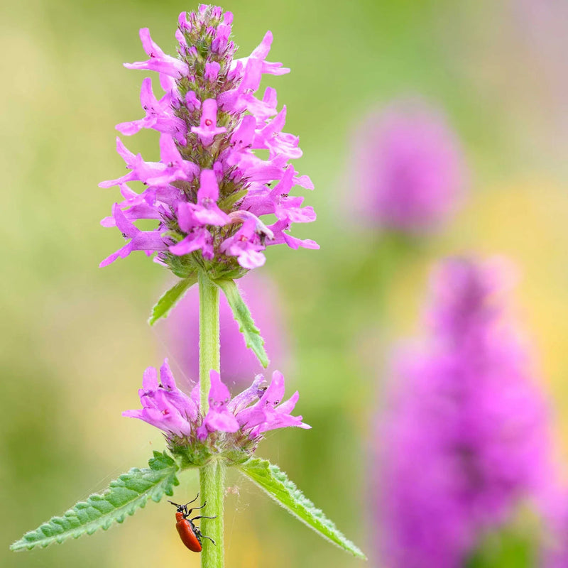 Stachys blume samen for anpflanzung colorful display heirloom & gmo free samen for home garten 
 
 sale samen for home garten anpflanzung