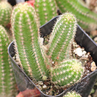 Echinopsis chamaecereus blume samen for anpflanzung fragrant blossoms heirloom & gmo free samen for home garten 
 
 sale for anpflanzung in home garten
