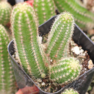 Echinopsis chamaecereus blume samen for anpflanzung fragrant blossoms heirloom & gmo free samen for home garten 
 
 sale for anpflanzung in home garten