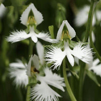 Heron orchid blume samen for anpflanzung bright blooms heirloom & gmo free samen for home garten 
 
 sale samen for home garten anpflanzung