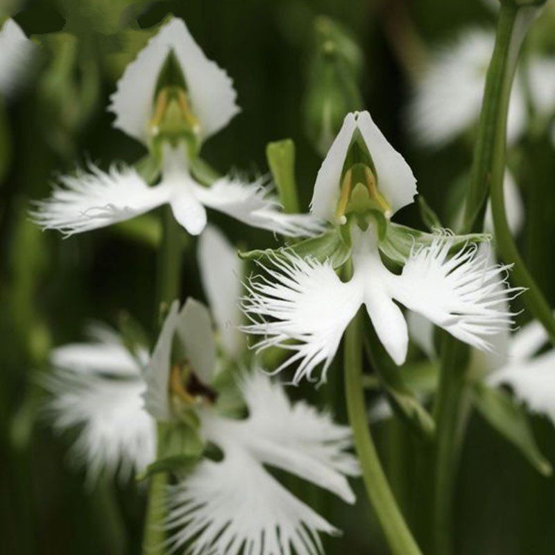 Heron orchid blume samen for anpflanzung bright blooms heirloom & gmo free samen for home garten 
 
 sale samen for home garten anpflanzung